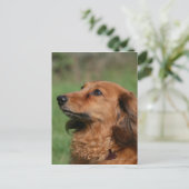 Carte Postale Dachshund miniature à cheveux longs 2 (Debout devant)