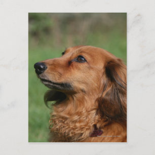 Carte Postale Dachshund miniature à cheveux longs 2