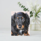 Carte Postale Dachshund miniature à long-Haired (Debout devant)