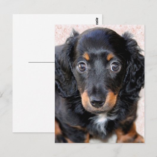 Carte Postale Dachshund miniature à long-Haired (Devant / Derrière)