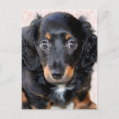 Carte Postale Dachshund miniature à long-Haired (Devant)