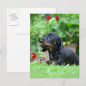 Carte Postale Dachshund miniature à poil lisse 1 (Devant / Derrière)