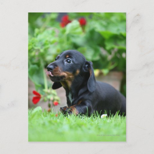 Carte Postale Dachshund miniature à poil lisse 1 (Devant)