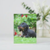 Carte Postale Dachshund miniature à poil lisse 1 (Debout devant)