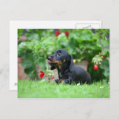 Carte Postale Dachshund miniature à poil lisse 1 (Devant / Derrière)