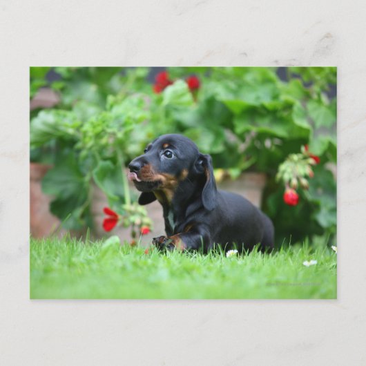 Carte Postale Dachshund miniature à poil lisse 1 (Devant)