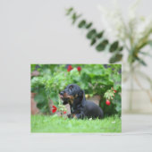 Carte Postale Dachshund miniature à poil lisse 1 (Debout devant)