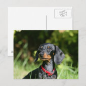 Carte Postale Dachshund miniature à poil lisse 3 (Devant / Derrière)