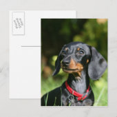 Carte Postale Dachshund miniature à poil lisse 3 (Devant / Derrière)