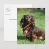 Carte Postale Dachshund miniature au chocolat et au tan aux chev (Devant / Derrière)