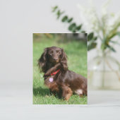 Carte Postale Dachshund miniature au chocolat et au tan aux chev (Debout devant)