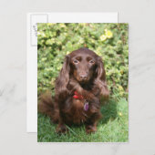 Carte Postale Dachshund miniature Brown aux cheveux longs (Devant / Derrière)