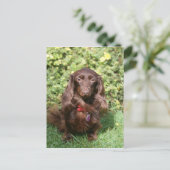 Carte Postale Dachshund miniature Brown aux cheveux longs (Debout devant)