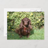 Carte Postale Dachshund miniature Brown aux cheveux longs (Devant / Derrière)