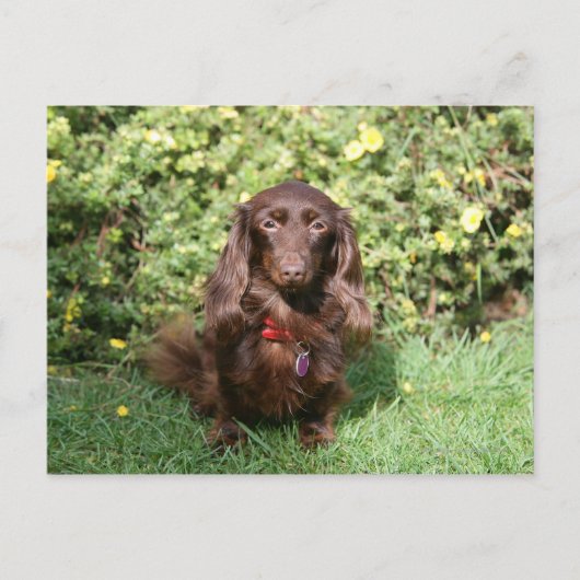 Carte Postale Dachshund miniature Brown aux cheveux longs (Devant)