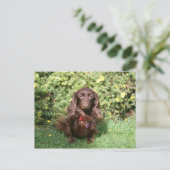 Carte Postale Dachshund miniature Brown aux cheveux longs (Debout devant)