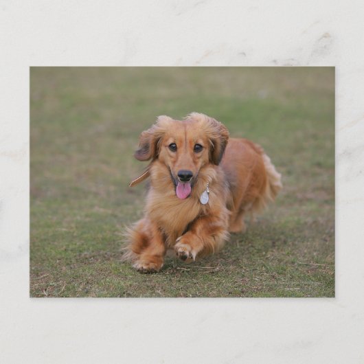 Carte Postale Dachshund Miniture en cours d'exécution (Devant)
