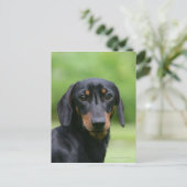 Carte Postale Dachshund noir et tan Miniture 1 (Debout devant)