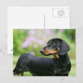 Carte Postale Dachshund noir et tean Miniture 2 (Devant / Derrière)