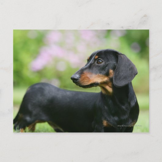 Carte Postale Dachshund noir et tean Miniture 2 (Devant)