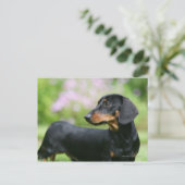 Carte Postale Dachshund noir et tean Miniture 2 (Debout devant)