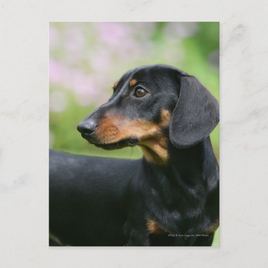 Carte Postale Dachshund noir et tean Miniture 2 (Devant)