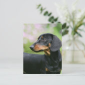 Carte Postale Dachshund noir et tean Miniture 2 (Debout devant)