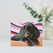 Carte Postale Dachshund Puppy (Debout devant)