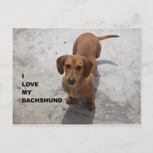 Carte Postale dachshund rouge plein amour avec pic