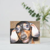 Carte Postale Dachshund souriant (Debout devant)