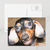 Carte Postale Dachshund souriant (Devant / Derrière)