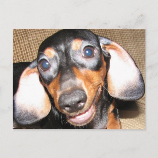 Carte Postale Dachshund souriant (Devant)