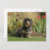 Carte Postale Dachshund standard à poils de fil (Devant / Derrière)