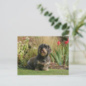 Carte Postale Dachshund standard à poils de fil (Debout devant)