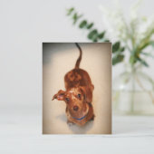 Carte postale Dachshund tachetée (Debout devant)