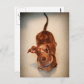 Carte postale Dachshund tachetée (Devant / Derrière)