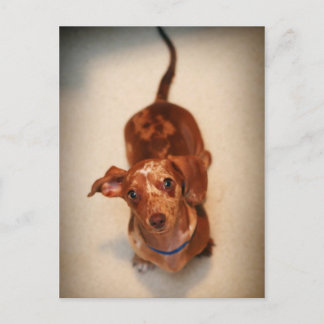 Carte postale Dachshund tachetée