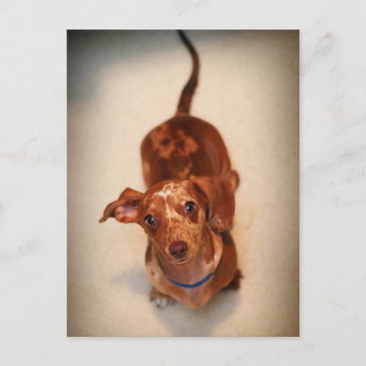 Carte postale Dachshund tachetée (Devant)