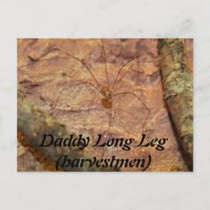 Carte Postale Daddy Long Leg (Harvestmen) Spider