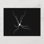 Carte Postale Daddy Longleg Spider (Devant)