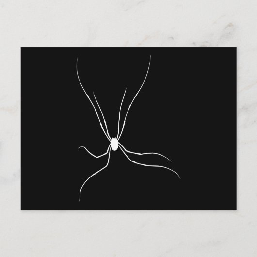 Carte Postale Daddy Longleg Spider (Devant)