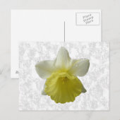 Carte postale Daffodil (Devant / Derrière)