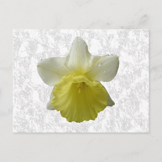 Carte postale Daffodil (Devant)