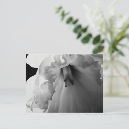 Carte Postale Daffodil noir et blanc (Debout devant)