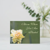 Carte Postale Daffodil Photographie Rose (Debout devant)