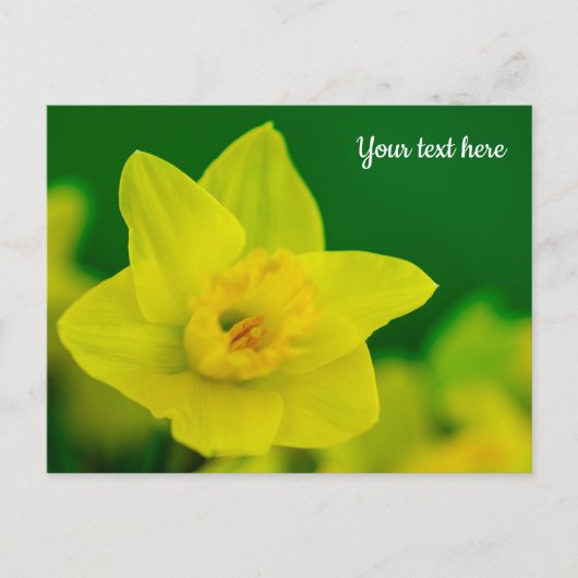 Carte Postale Daffodil Postcard (Devant)