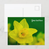 Carte Postale Daffodil Postcard (Devant / Derrière)