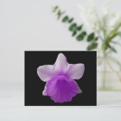 Carte Postale Daffodil Purple Driple (Debout devant)