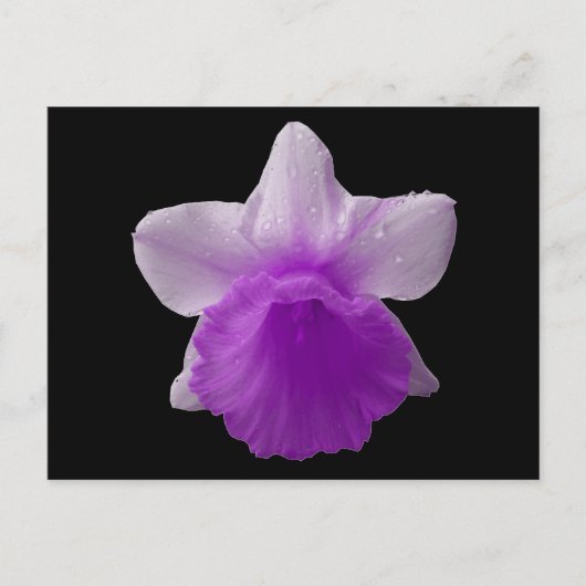 Carte Postale Daffodil Purple Driple (Devant)