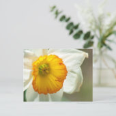 Carte Postale Daffodile (Debout devant)